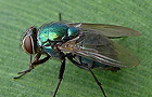 Lucilla cf. caesar