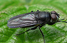 Morinia doronici