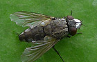 Metopia spec.