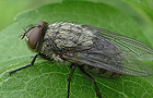 Pollenia spec.