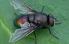 Lucilia silvarum