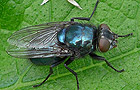 Protophormia terraenovae