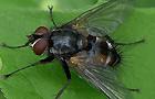 Oestroidea