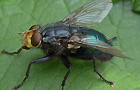 Totenfliege