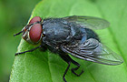 Calliphora vomitoria