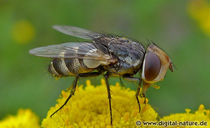 Fleischfliege Miltogramma cf. germari