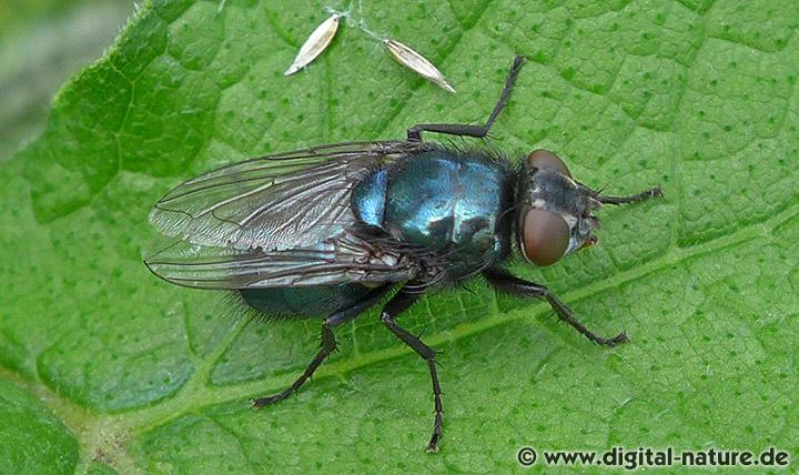 Schmeißfliege Protophormia terraenovae