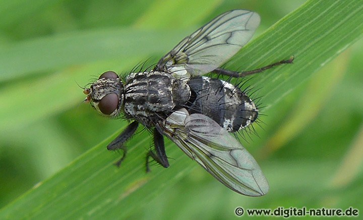 Raupenfliege Trixa conspersa