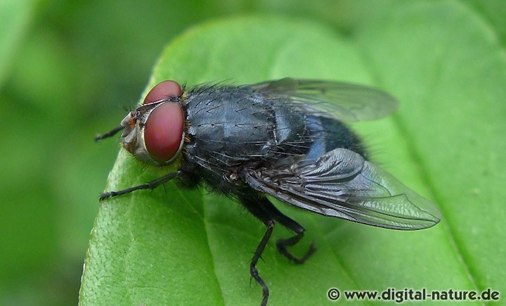 Schmeißfliege Calliphora vomitoria
