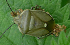 Chlorochroa pinicola