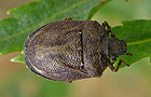 Podops inunctus