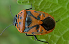 Eurydema ornata