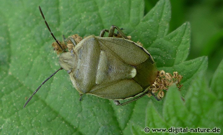 Föhrengast Chlorochroa pinicola