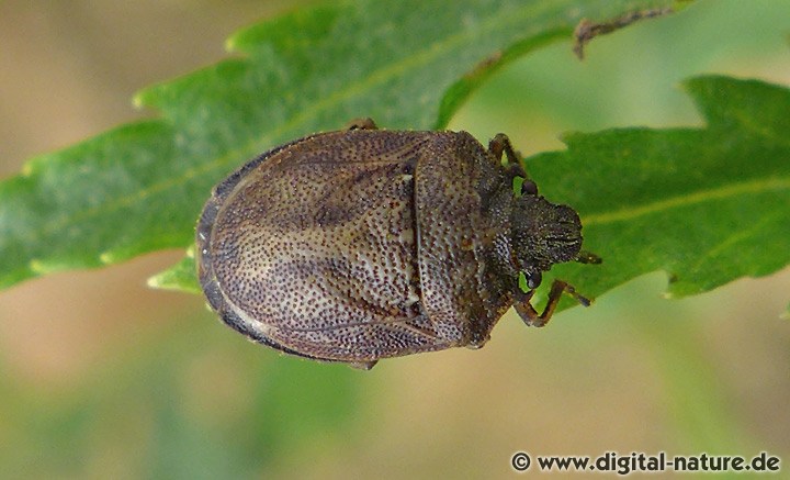 Hakenwanze Podops inunctus
