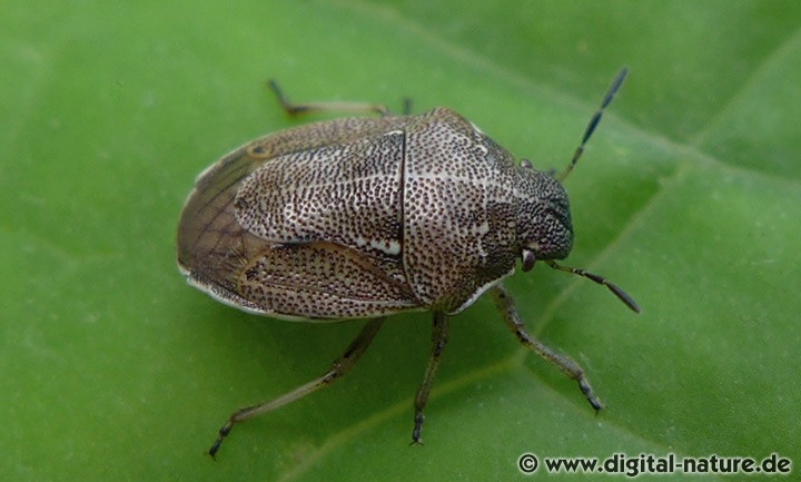 Kleiner Dickkopf Neottiglossa pusilla