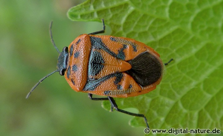 Schwarzrückige Gemüsewanze Eurydema ornata