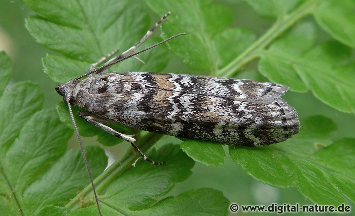 Fichtenzapfenzünsler Dioryctria abietella