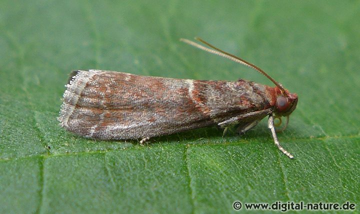 Zünsler Acrobasis advenella