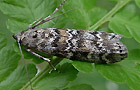 Dioryctria abietella