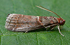 Acrobasis advenella