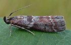 Laodamia faecella
