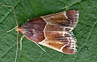 Pyralis farinalis