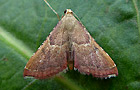 Endotricha flammealis