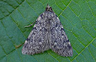 Aglossa pinguinalis