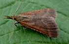Synaphe punctalis
