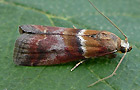 Acrobasis repandana