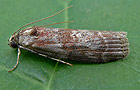Phycita roborella