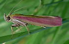 Oncocera semirubella