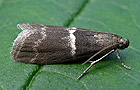 Pyralidae