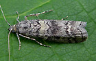 Dioryctria simplicella