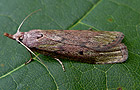 Aphomia sociella
