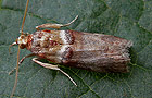 Acrobasis tumidana