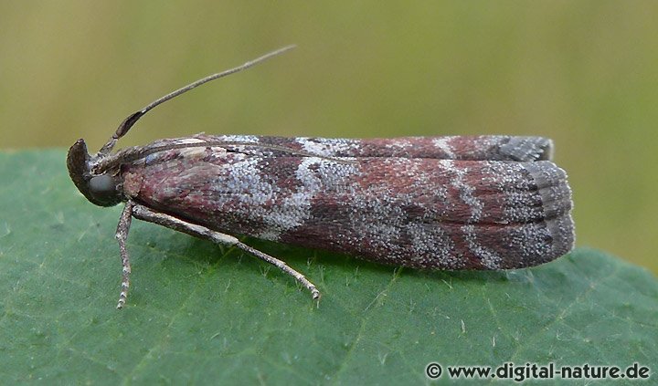 Zünsler Laodamia faecella