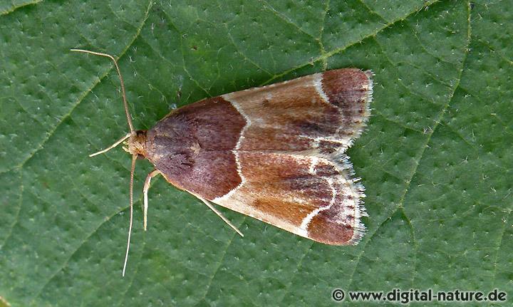 Mehlzünsler Pyralis farinalis