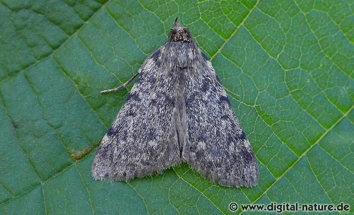 Fettzünsler Aglossa pinguinalis