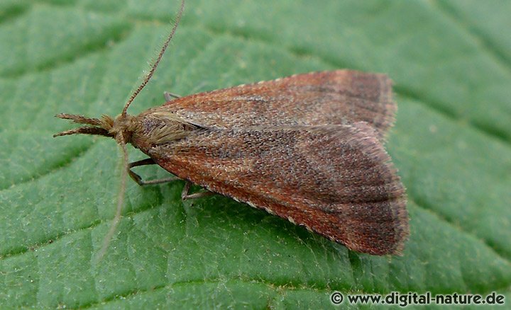 Dürrwiesen-Zünsler Synaphe punctalis