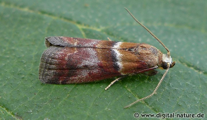Gebänderter Zünsler Acrobasis repandana