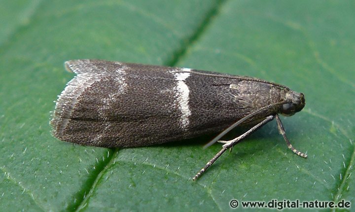 Zünsler Elegia similella