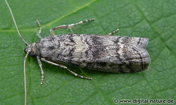 Zünsler Dioryctria simplicella