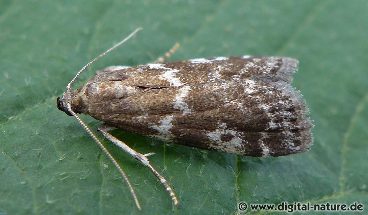 Zünsler Assara terebrella