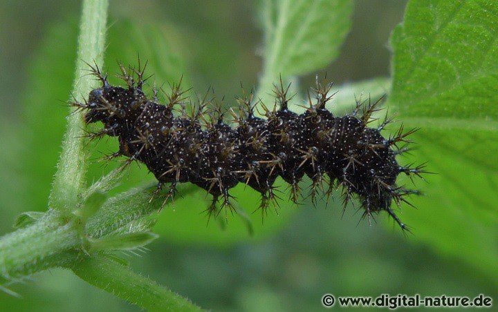 Die Raupen vom Landkärtchen findet man an Urtica dioica