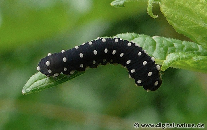 Die Larven von Athalia scutellariae
