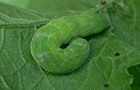 Achateule Raupe