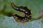 Craesus latipes