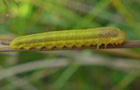 Dolerus spec.