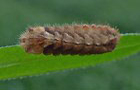Blauer Eichenzipfelfalter
